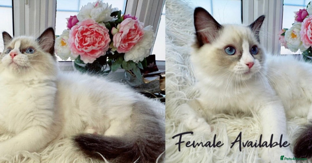 Ragdoll cats for sale: Beautiful,affectionate ragdoll ready for their 🏡 - Image 1