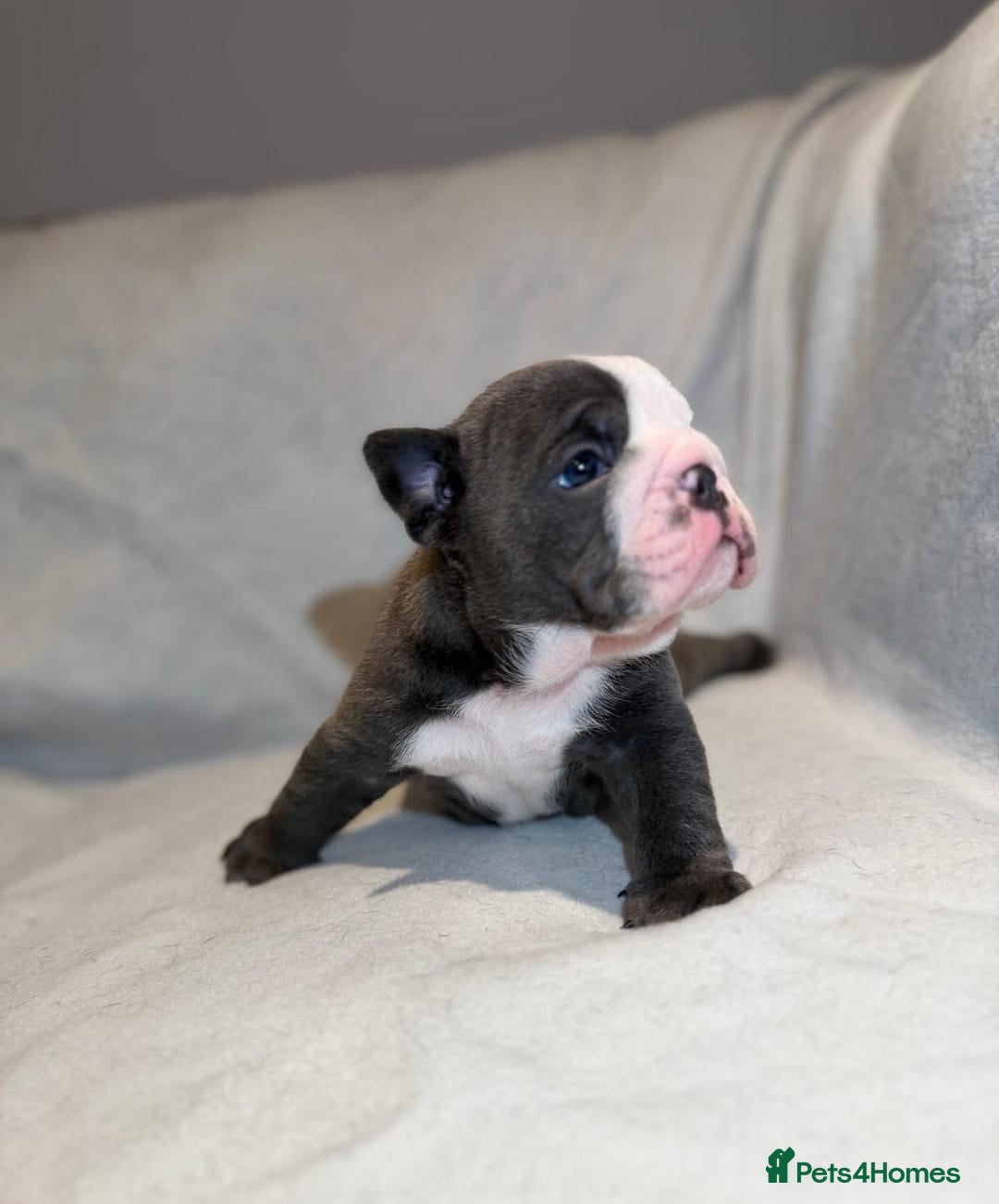 English Bulldog dogs for sale: Elite English Bulldog Puppies – Rare Blue Eyes  - Advert 4