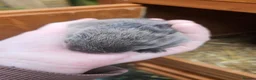 New Zealand rabbits for sale: New Zealand × Cali, Pure Cali & Rex Cross Rabbits - Advert 21