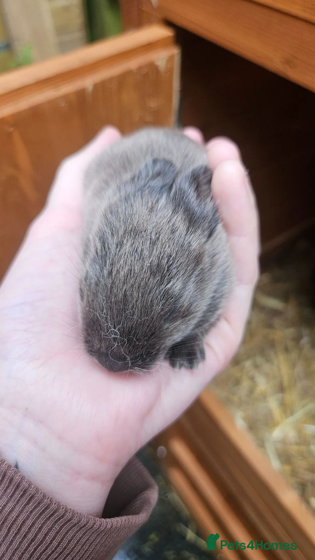 New Zealand rabbits for sale: New Zealand × Cali, Pure Cali & Rex Cross Rabbits - Advert 21