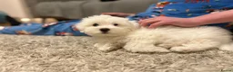 Maltese dogs for sale: Beautiful Maltese Puppy - Advert 6