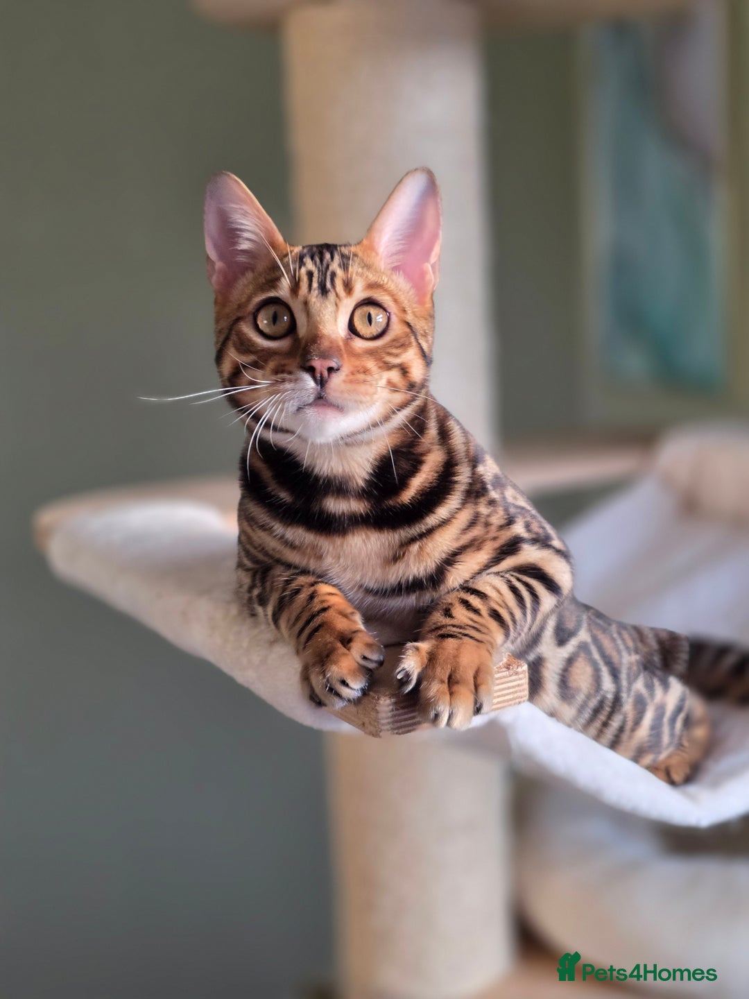 Bengal cats for sale: Brown Rosetted Bengal Prince  - Advert 21