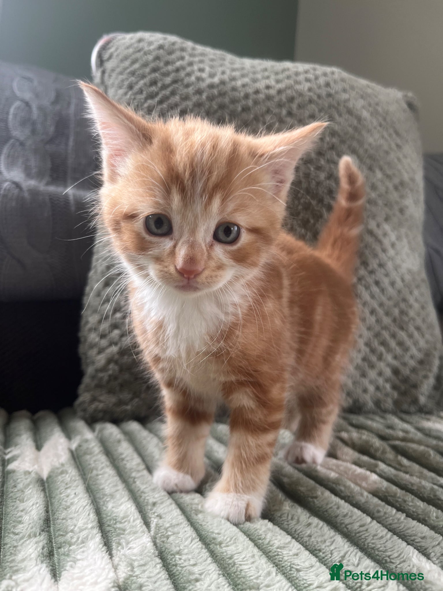 Mixed Breed cats Henry, the last stunning ginger kitten  - Advert 3