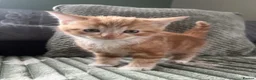 Mixed Breed cats for sale: Henry, the last stunning ginger kitten  - Advert 1