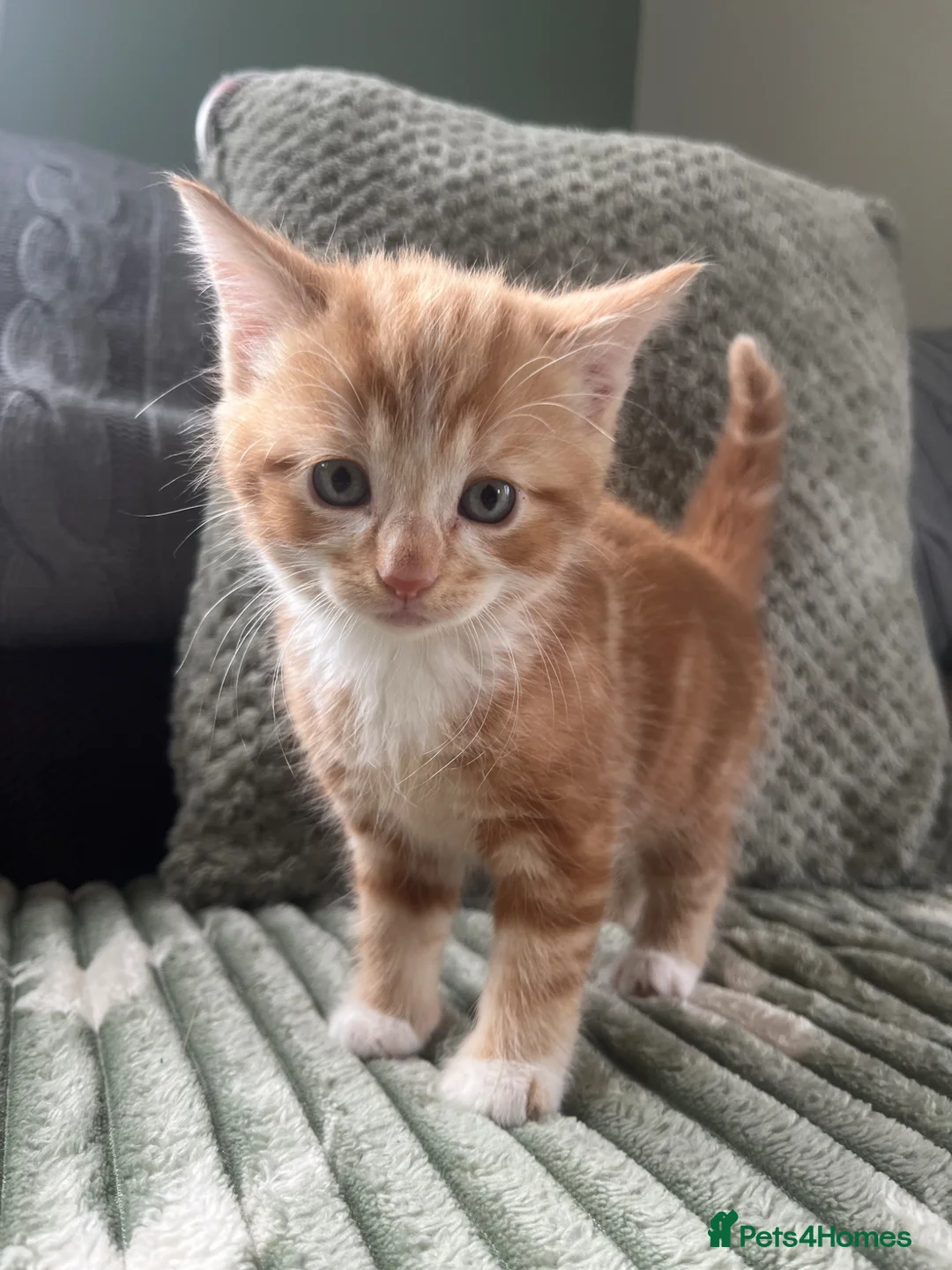 Mixed Breed cats for sale: Henry, the last stunning ginger kitten  - Advert 1