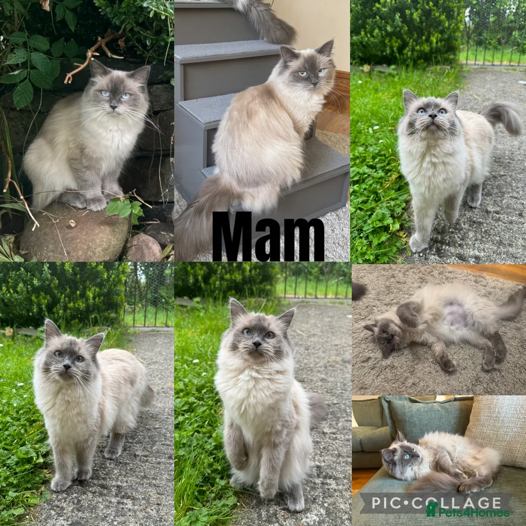 Ragdoll cats for sale: Beautiful Ragdoll kittens  - Advert 26