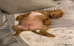 Staffordshire Bull Terrier dogs for sale: Cute mixed puppy for sale  - Image 2