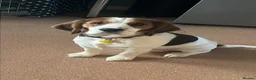 Bocker dogs for sale: Loving dog needing a new home❤️ - Advert 3