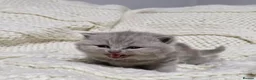 British Shorthair cats for sale: Beautiful British shorthair kittens  - Advert 21