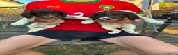 English Springer Spaniel dogs for sale: Springer spaniel pups in Abergavenny - Advert 4