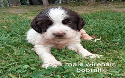 Mixed Breed dogs for sale: Fen Spaniels -Korthols x Eng Springer Spaniel  - Image 9