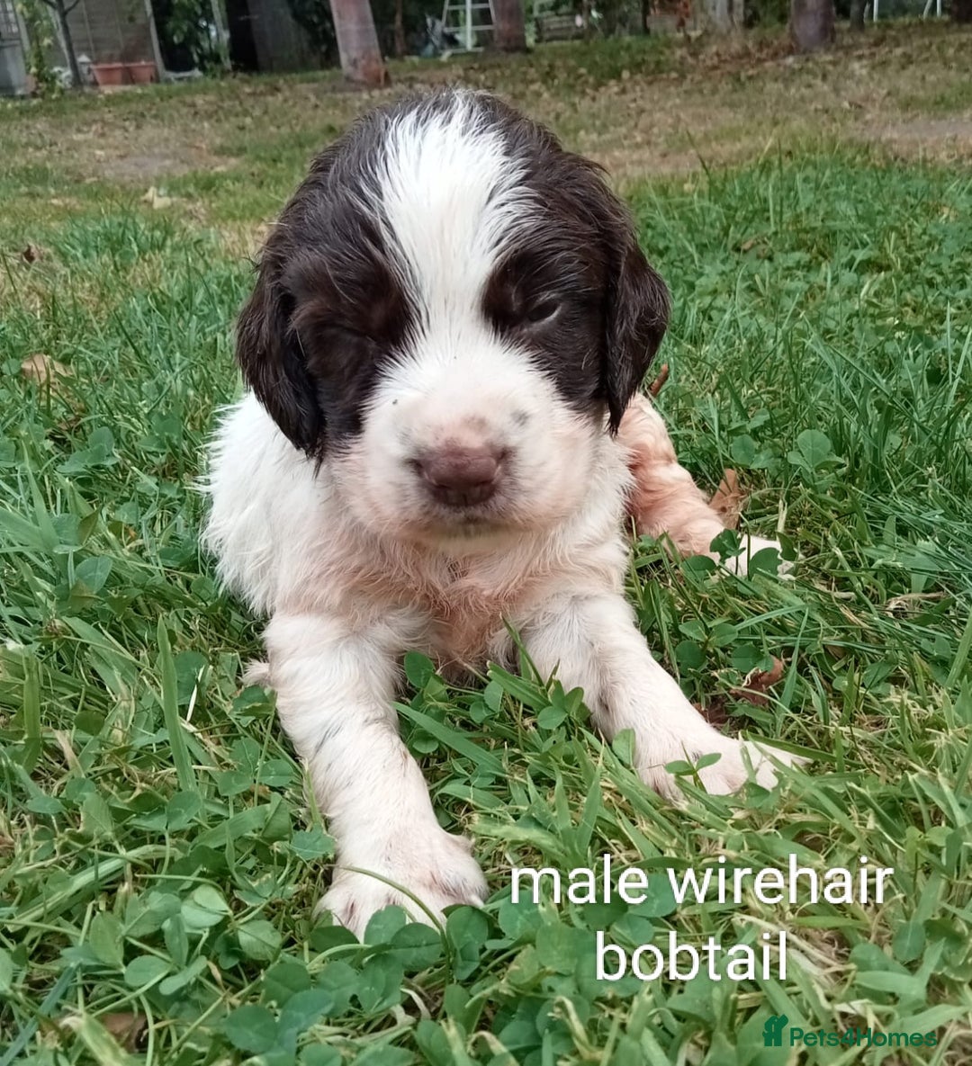 Mixed Breed dogs for sale: Fen Spaniels -Korthols x Eng Springer Spaniel  - Image 9
