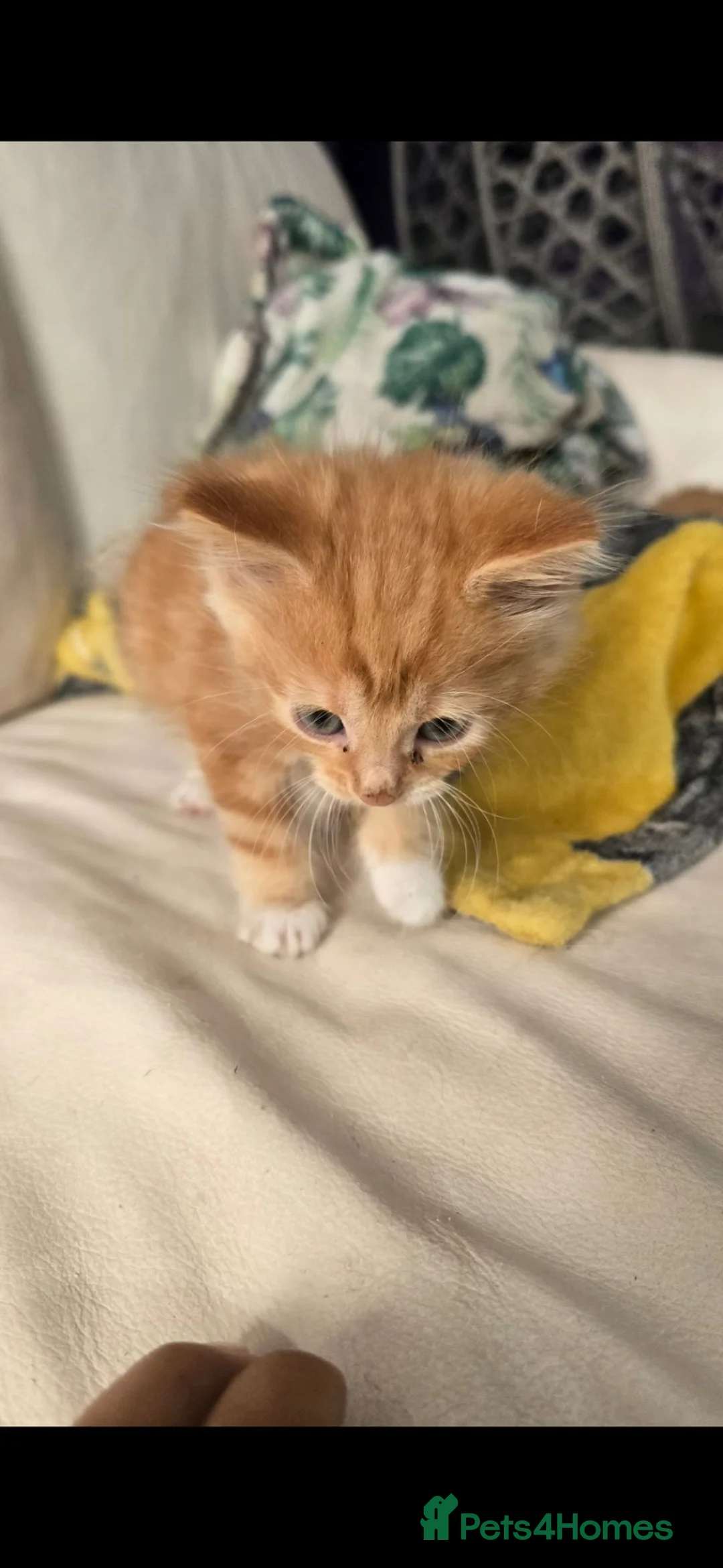 Mixed Breed cats for sale: Main Coon - Advert 1