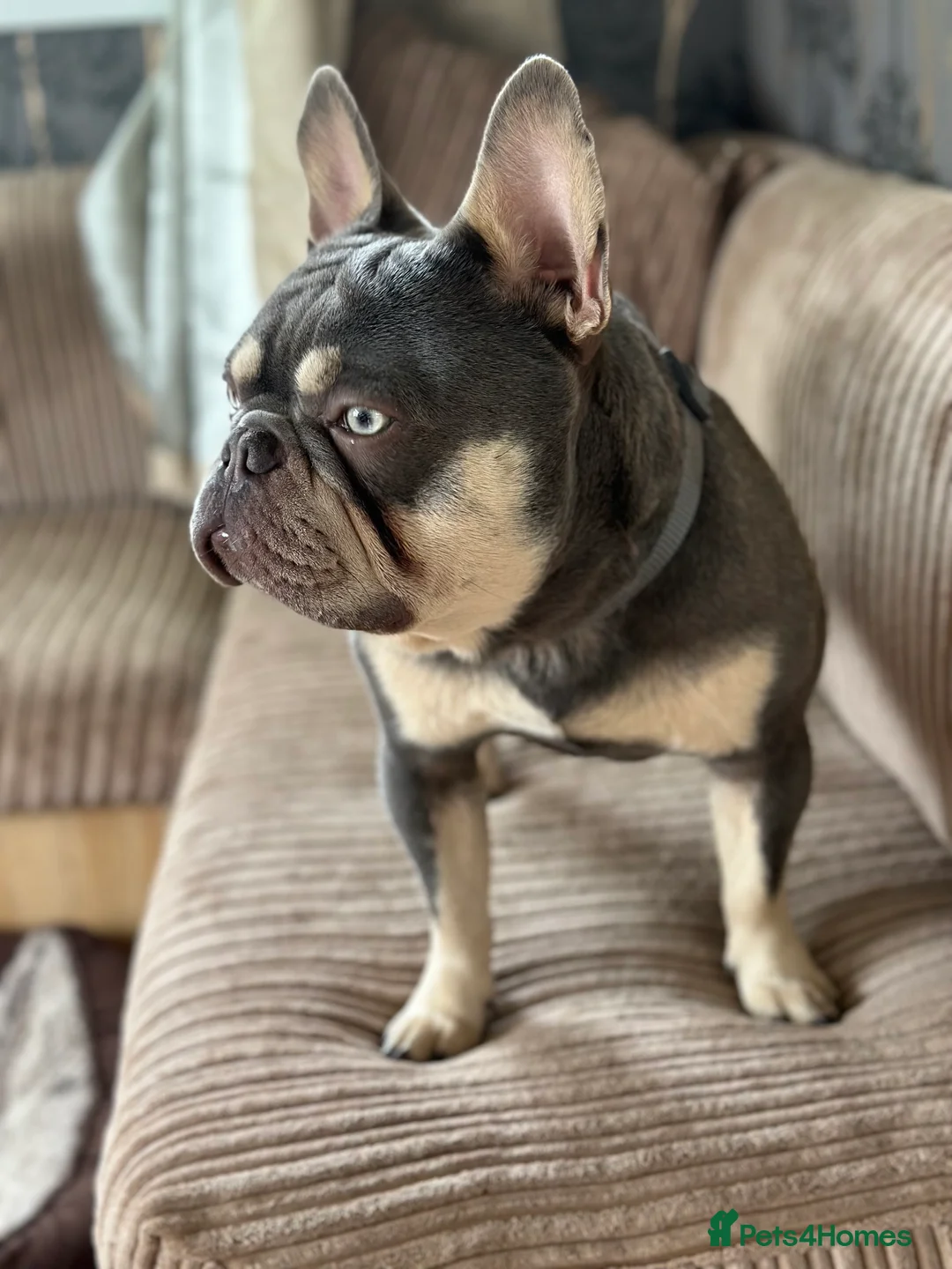 French Bulldog dogs for sale: French Bulldog- experienced adult home only - Advert 2