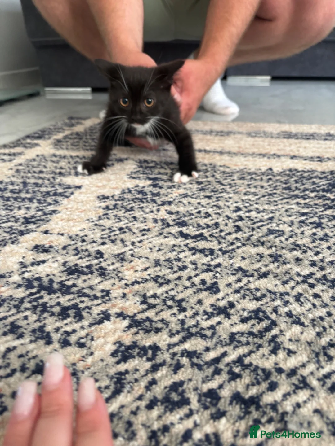 Mixed Breed cats for sale: Chocolate mixed breed - Advert 2