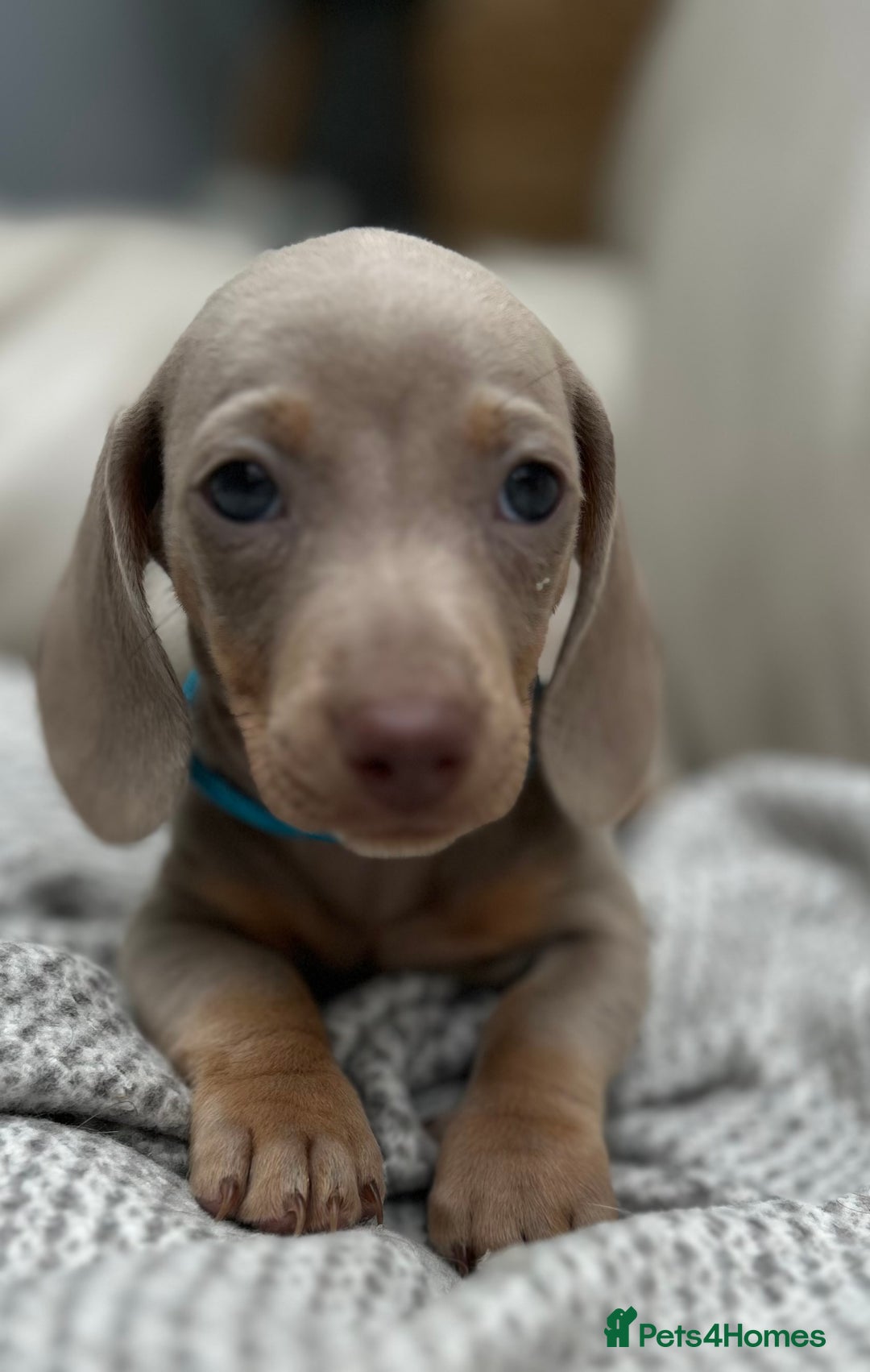 Dachshund dogs for sale: Dachshund mini puppies  - Image 18