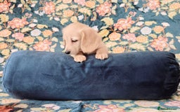 Miniature Dachshund dogs for sale: Rare Cream Gorgeous Dachshund Puppies  - Image 12