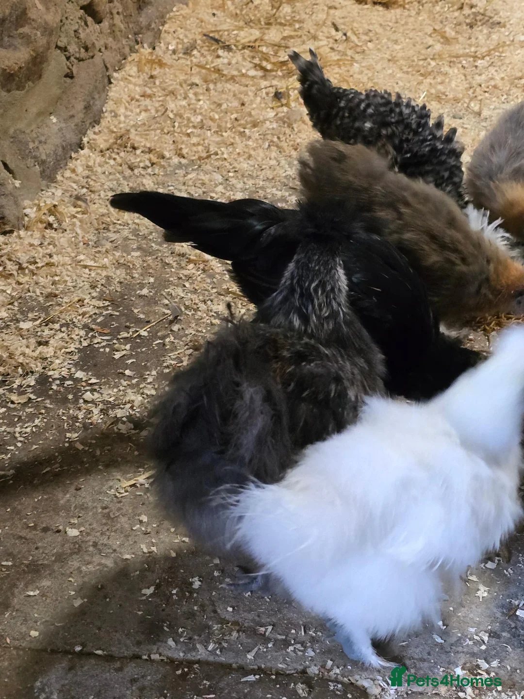 Chickens poultry for sale: 1x big for his age grey polkie  - Advert 2