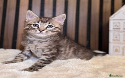 Ragdoll cats for sale: 🌙 Grey Ghost Kittens🎃 – Ragdoll × Tabby 🐾 - Image 25