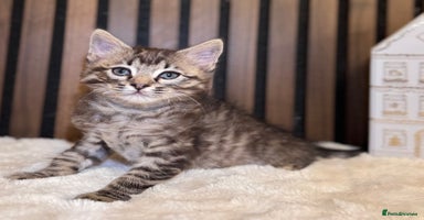 Ragdoll cats - Advert 3