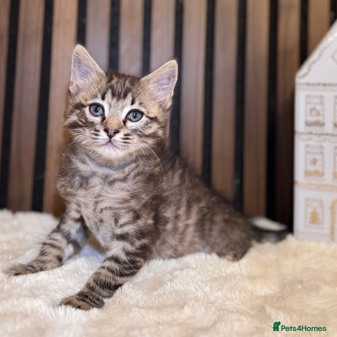 Ragdoll cats for sale: 🌙 Grey Ghost Kittens🎃 – Ragdoll × Tabby 🐾 - Image 25
