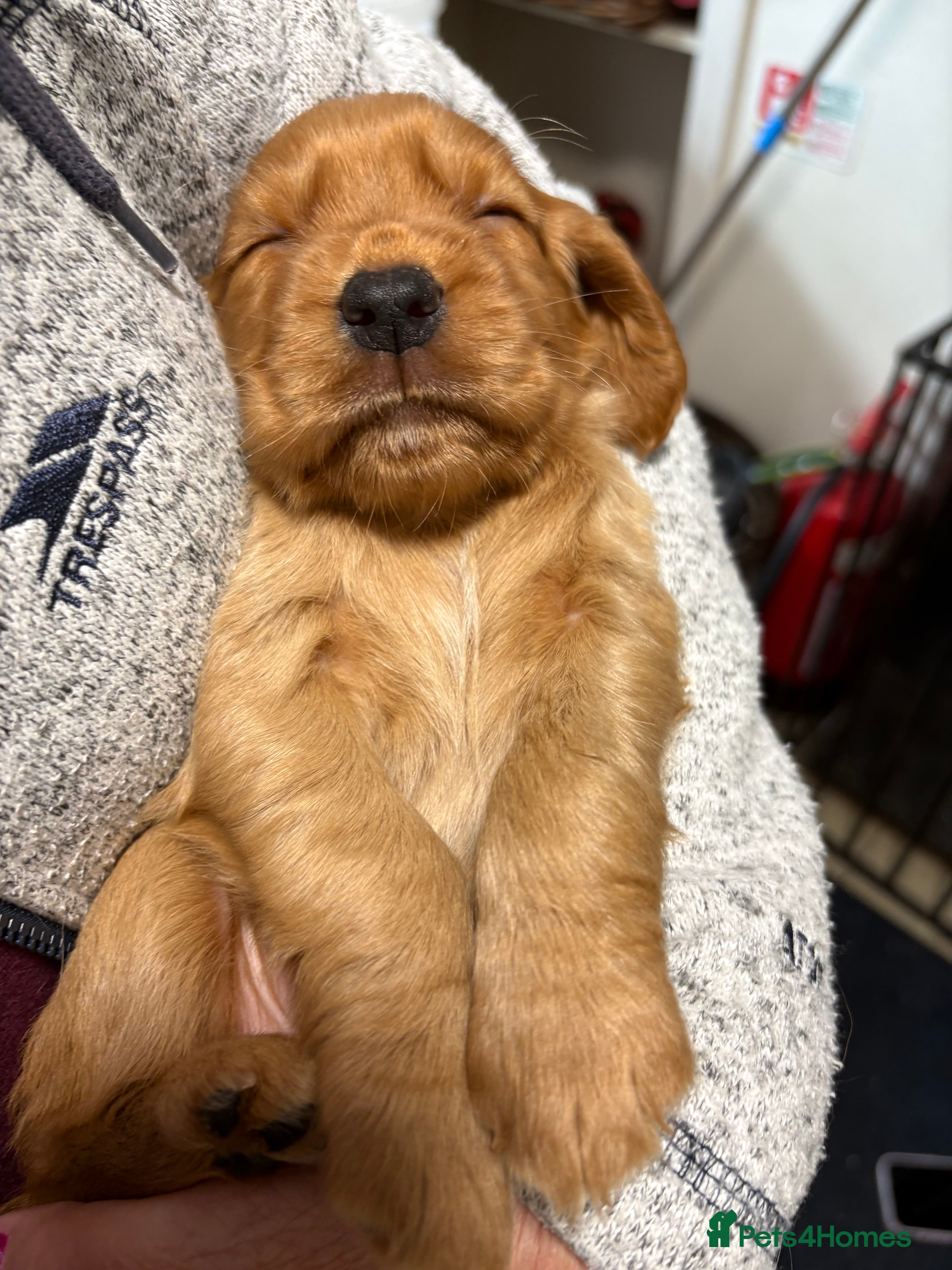 Cocker Spaniel dogs Gorgeous Golden Working Cocker Spaniels - Advert 2