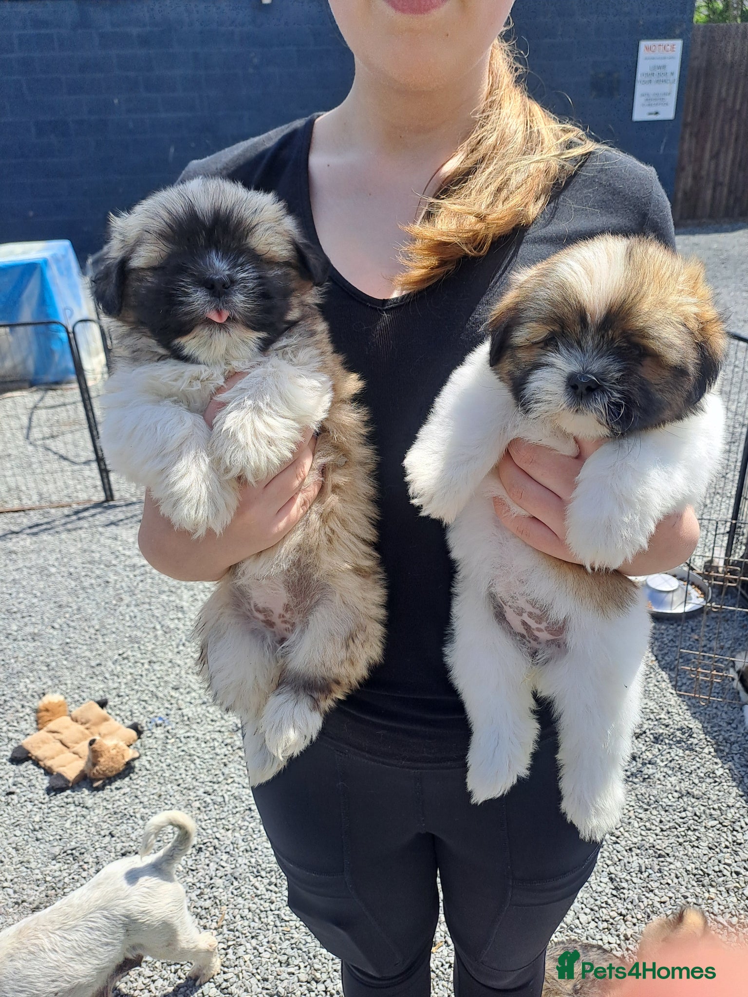 Lhasa Apso dogs Lhasa Apso Puppies  - Advert 6