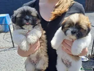 Lhasa Apso dogs Lhasa Apso Puppies - Advert 6