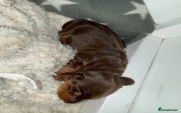 Miniature Dachshund dogs for sale: Miniature Daschund 1 Boy 1 Girl Available - Image 2
