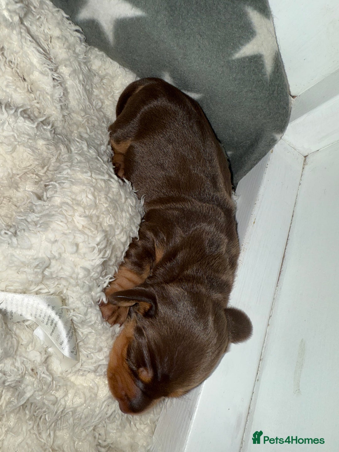 Miniature Dachshund dogs for sale: Miniature Daschund 1 Boy 1 Girl Available - Image 2