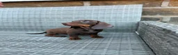Miniature Dachshund dogs for sale: Last Females Miniature dachsunds - Advert 3