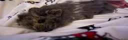 Guinea Pig rodents for sale: Three Boy guinea pigs  in Warrington - Advert 6