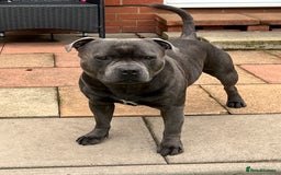 Staffordshire Bull Terrier dogs for stud: KC Registered Blue Staffy Stud–DNA Clear–Proven - Image 7