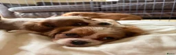 Cavalier King Charles Spaniel dogs for sale: 6 Cavalier King Charles Puppies For Sale - Advert 10