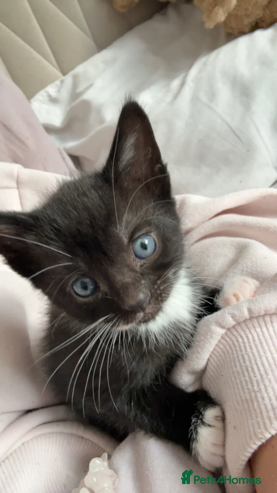 Domestic Shorthair cats for sale: One little girl left from my litter needing a home - Advert 2