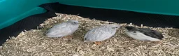Quail poultry for sale: 5 Pairs of Adult Button Quail (pls read all info) - Advert 9