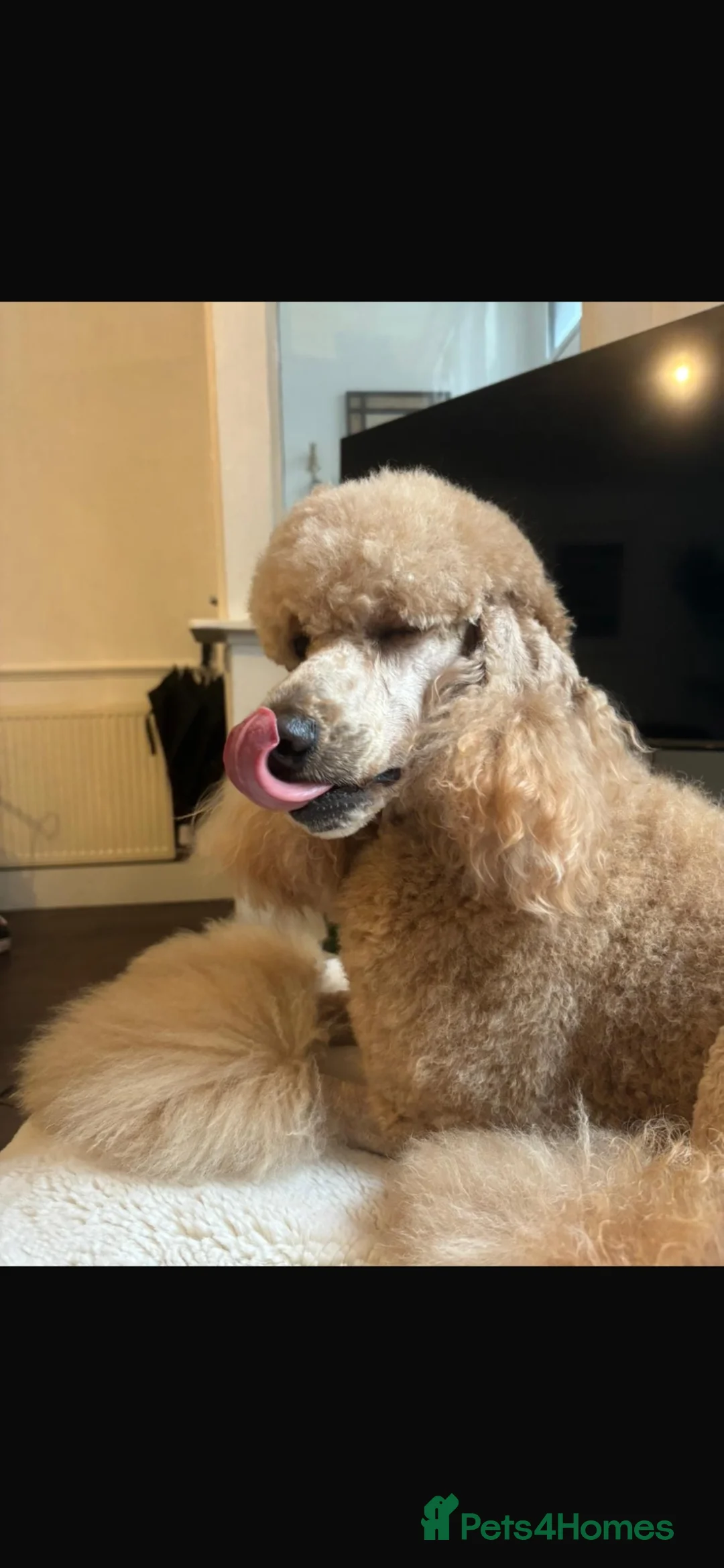 Goldendoodle dogs for sale: F1 Goldendoodles  in Bacup - Advert 2