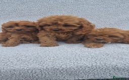 Cavapoo dogs for sale: Exquisite little cavapoos ready to go! - Image 8