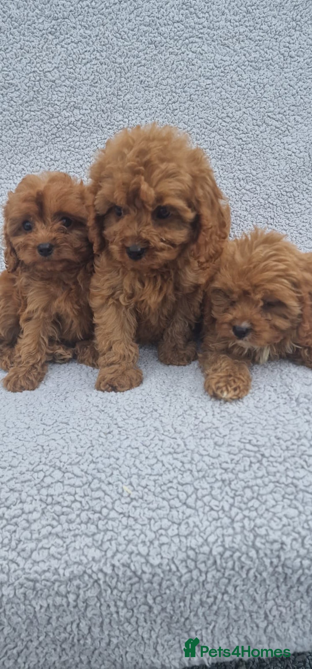 Cavapoo dogs for sale: Exquisite little cavapoos ready to go! - Image 8
