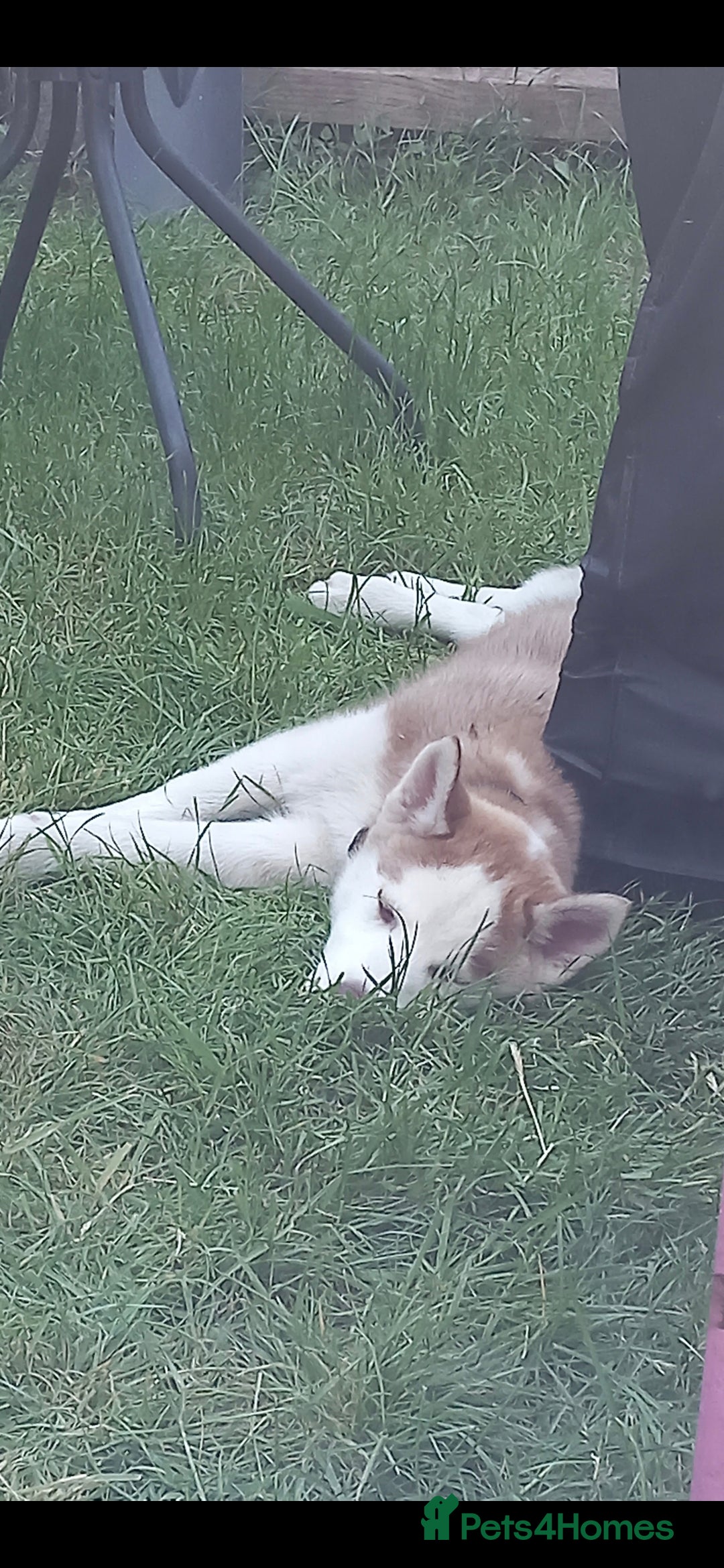 Siberian Husky dogs for sale: 10 month old husky  - Advert 4