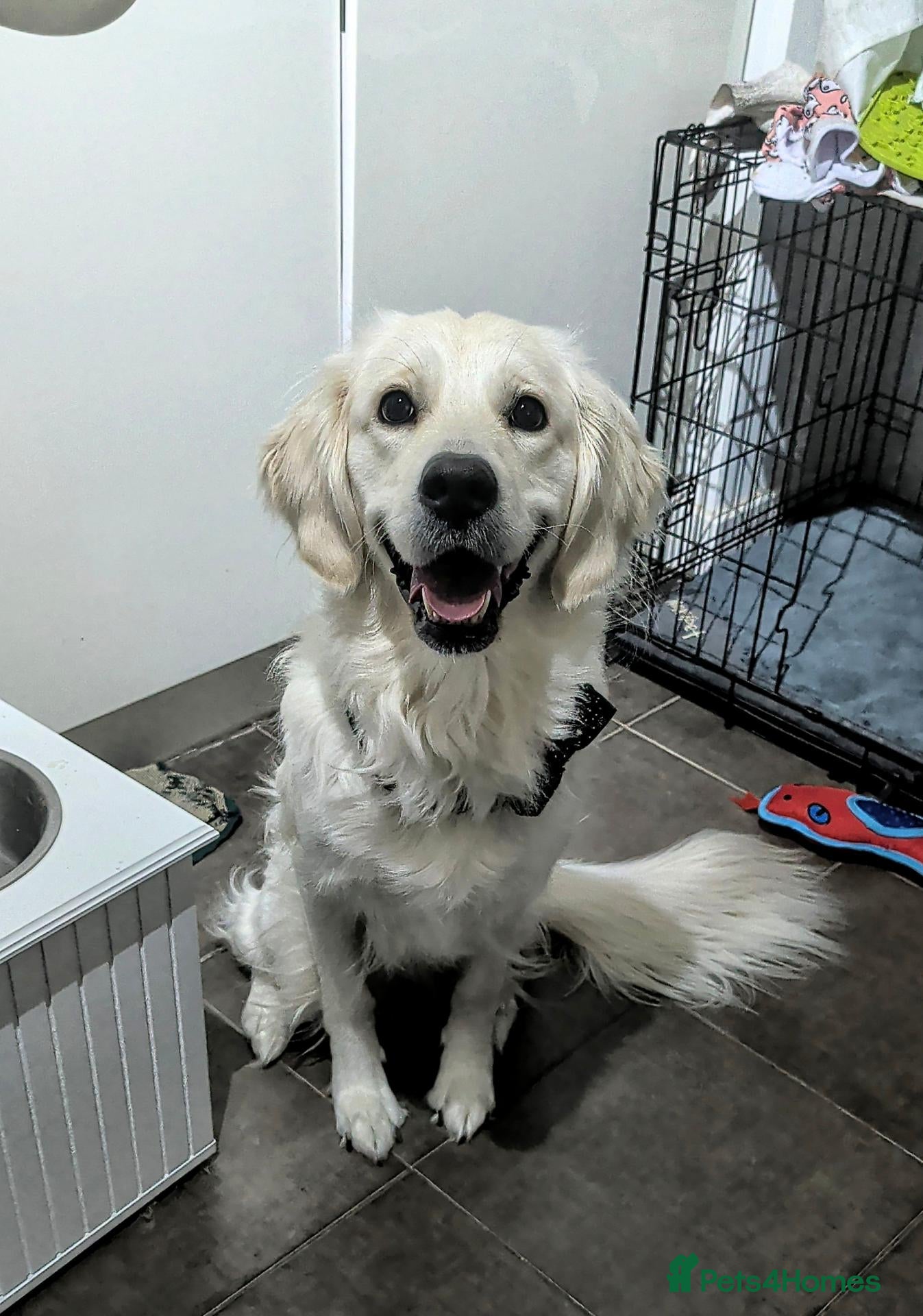 Golden Retriever dogs for sale: Beautiful Golden Retriever Puppies. - Advert 1