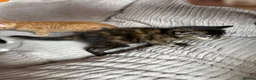 Mixed Breed cats for sale: Mixed breed female kittens  - Advert 6