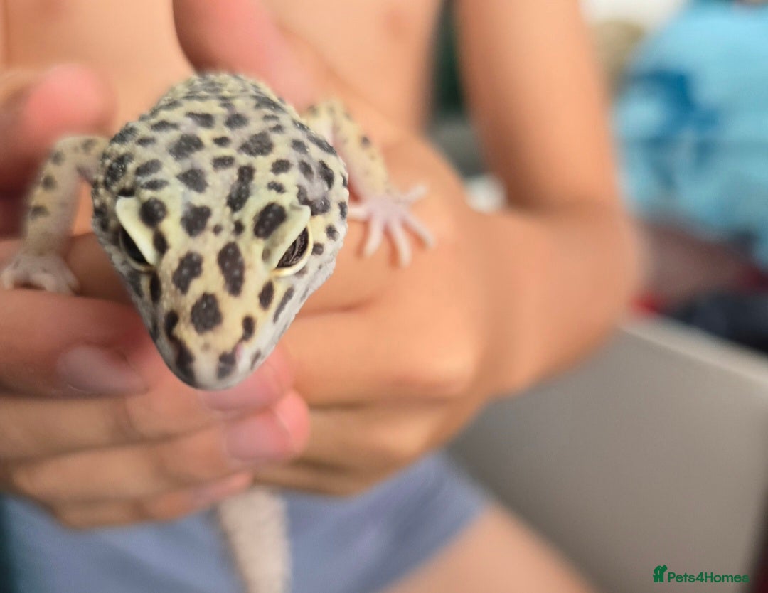 Leopard Gecko reptiles for sale: 7 months old Female leopard gecko  - Advert 12