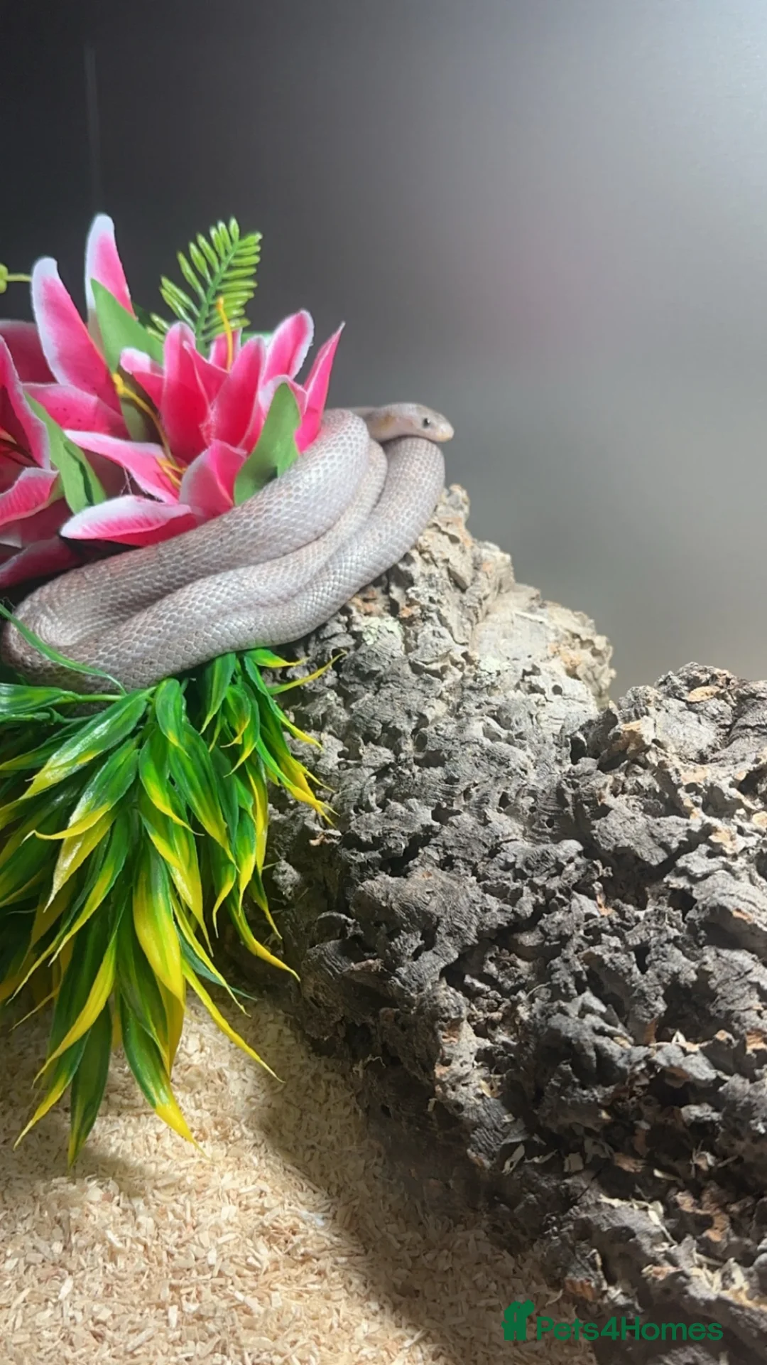 Corn Snake reptiles for sale: Corn snake - Advert 2