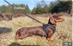 Miniature Dachshund dogs for sale: ❤️ 5 Adorable Mini Dachshund Puppies Ready to Love - Image 9