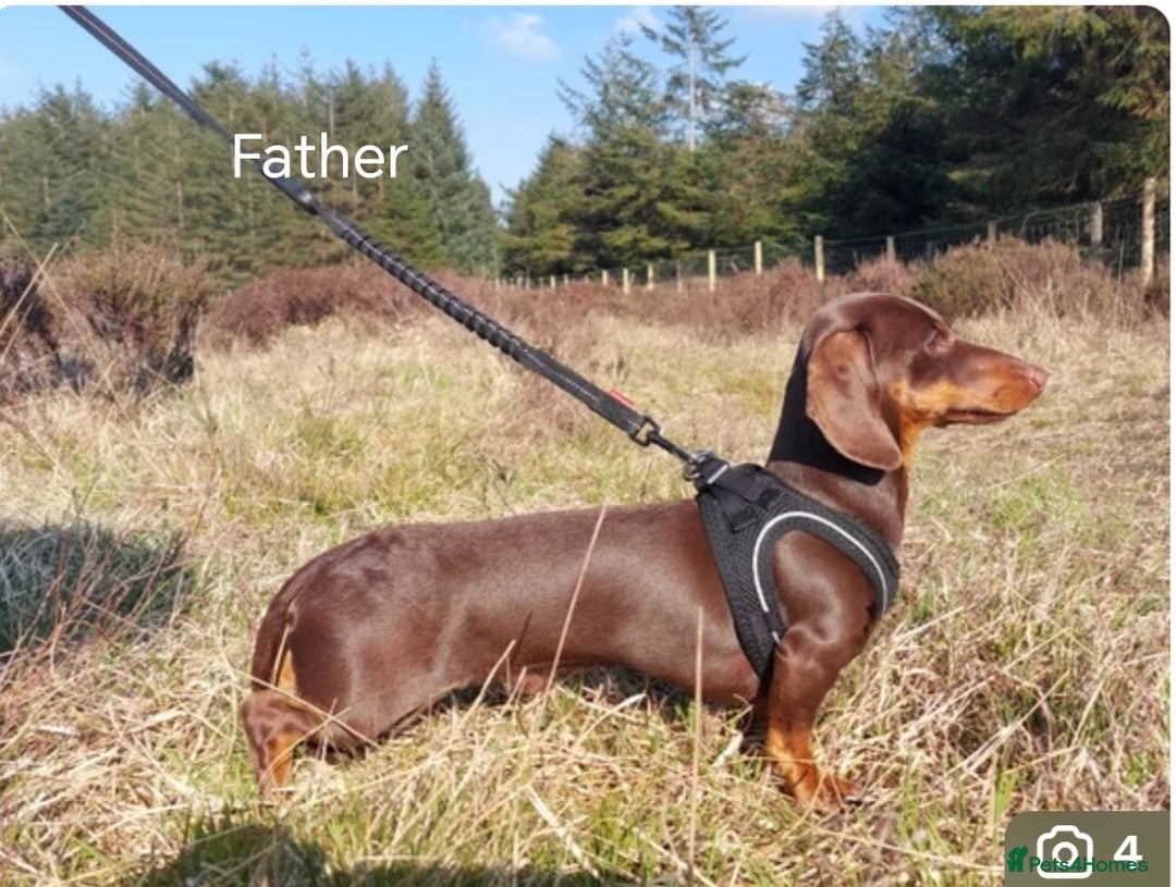 Miniature Dachshund dogs for sale: ❤️ 5 Adorable Mini Dachshund Puppies Ready to Love - Image 9