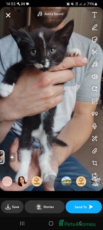 British Shorthair cats - Advert 14