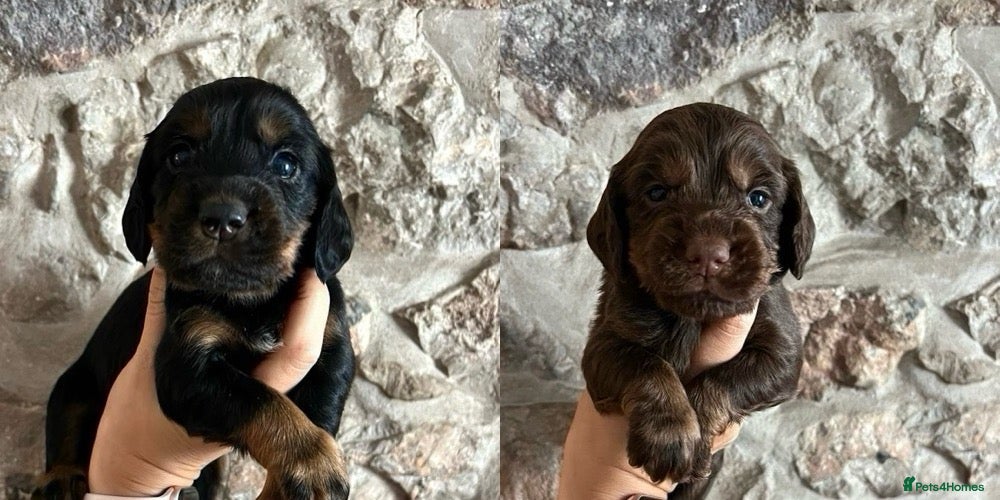Cocker Spaniel dogs KC Cocker spaniels ready 2nd July.  - Advert 4