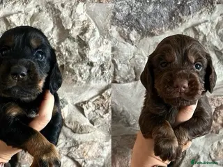 Cocker Spaniel dogs KC Cocker spaniels ready 2nd July. - Advert 4