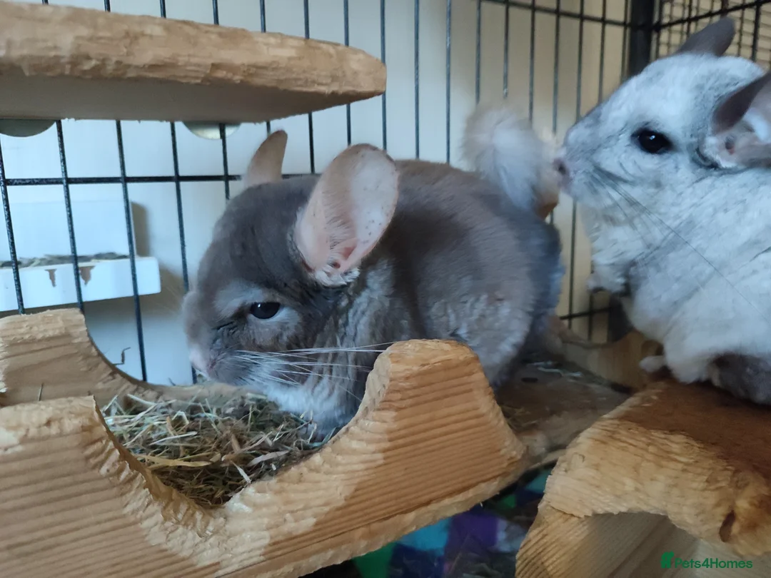 Chinchilla rodents for sale: Male chinchillas for sale  - Advert 7